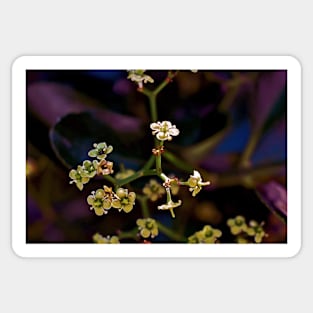 Hedge Flowers with an Ant Sticker